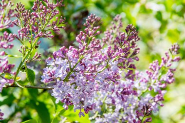 Doku, desen, arka plan. Eflatun çiçekler. bir soluk pembemsi-menekşe rengi. Mor ya da beyaz güzel kokulu çiçekler ile büyük bahçe Funda.