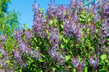 Doku, desen, arka plan. Eflatun çiçekler. bir soluk pembemsi-menekşe rengi. Mor ya da beyaz güzel kokulu çiçekler ile büyük bahçe Funda.
