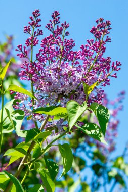 Doku, desen, arka plan. Eflatun çiçekler. bir soluk pembemsi-menekşe rengi. Mor ya da beyaz güzel kokulu çiçekler ile büyük bahçe Funda.