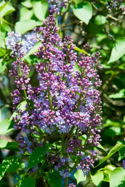 Doku, desen, arka plan. Eflatun çiçekler. bir soluk pembemsi-menekşe rengi. Mor ya da beyaz güzel kokulu çiçekler ile büyük bahçe Funda.