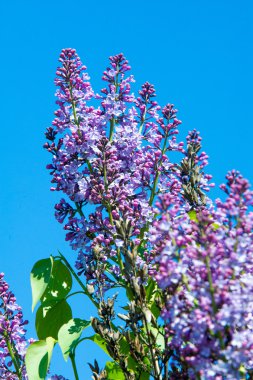 Doku, desen, arka plan. Eflatun çiçekler. bir soluk pembemsi-menekşe rengi. Mor ya da beyaz güzel kokulu çiçekler ile büyük bahçe Funda.