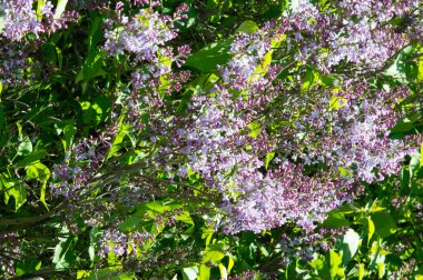 Doku, desen, arka plan. Eflatun çiçekler. bir soluk pembemsi-menekşe rengi. Mor ya da beyaz güzel kokulu çiçekler ile büyük bahçe Funda.