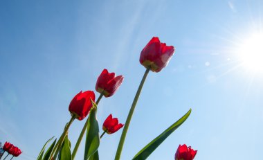 Lale. Soğanlı bir bahar-çiçekli bitki lily ailesinin Kupası şeklindeki cesaretle renkli çiçekli. Çiçek Lale arka plan. Harika bir manzara Lale güneş ışığı manzara baharın ortasında altında.