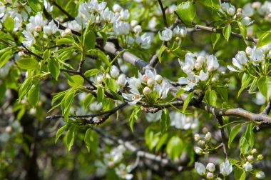 Elma ağaçları çiçek. genellikle parlak renkli bir corolla (taç yaprakları tarafından çevrili üreme organları (stamens ve carpels) oluşan bir bitki, tohum taşıyan parçası)