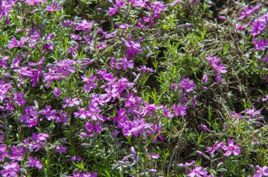 Phlox, genellikle renkli yoğun kümeleri vardır bir Kuzey Amerika bitki kokulu çiçekler, rock Bahçe yaygın olarak yetiştirilen veya sınır bitki.