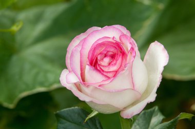 doku, desen, arka plan. Gül. Bitki ile güzel la