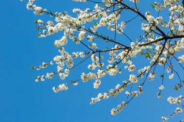 Elma ağaçları çiçek. genellikle parlak renkli bir corolla (taç yaprakları tarafından çevrili üreme organları (stamens ve carpels) oluşan bir bitki, tohum taşıyan parçası)