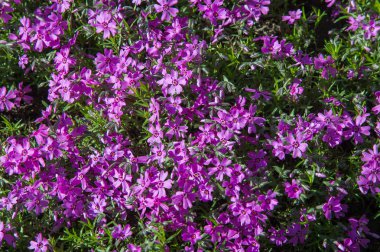 Phlox, genellikle renkli yoğun kümeleri vardır bir Kuzey Amerika bitki kokulu çiçekler, rock Bahçe yaygın olarak yetiştirilen veya sınır bitki.