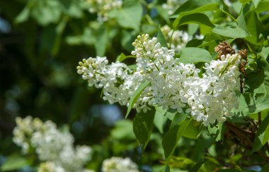 Doku, desen, arka plan. Eflatun çiçekler. bir soluk pembemsi-menekşe rengi. Mor ya da beyaz güzel kokulu çiçekler ile büyük bahçe Funda.
