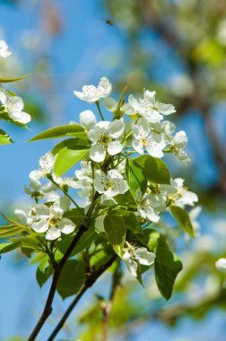 Elma ağaçları çiçek. genellikle parlak renkli bir corolla (taç yaprakları tarafından çevrili üreme organları (stamens ve carpels) oluşan bir bitki, tohum taşıyan parçası)