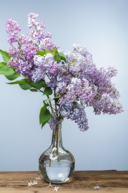 Doku, desen, arka plan. Eflatun çiçekler. bir soluk pembemsi-menekşe rengi. Mor ya da beyaz güzel kokulu çiçekler ile büyük bahçe Funda.