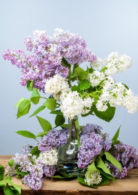 Doku, desen, arka plan. Eflatun çiçekler. bir soluk pembemsi-menekşe rengi. Mor ya da beyaz güzel kokulu çiçekler ile büyük bahçe Funda.