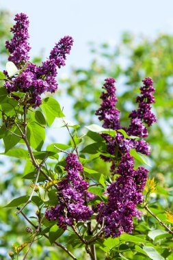 Doku, desen, arka plan. Eflatun çiçekler. bir soluk pembemsi-menekşe rengi. Mor ya da beyaz güzel kokulu çiçekler ile büyük bahçe Funda.