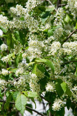 Kuş kiraz, parlak arkadan aydınlatmalı gökyüzü karşı dalı closeup. kuş kiraz çiçekleri