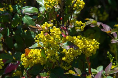 çiçekler kızamık. sarı çiçek taşıyan bir dikenli çalı ve kırmızı ya da mavi-siyah çilek.