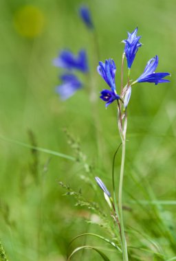 Çan çiçeği çiçek, bluebell, çan çiçeği, handbell, bellflower, harebell. Orta Asya Kazakistan Tian Shan