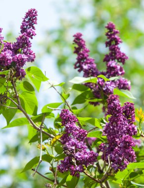 Doku, desen, arka plan. Eflatun çiçekler. bir soluk pembemsi-menekşe rengi. Mor ya da beyaz güzel kokulu çiçekler ile büyük bahçe Funda.