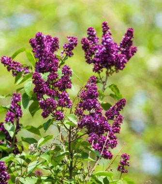 Doku, desen, arka plan. Eflatun çiçekler. soluk bir pembemsi-v