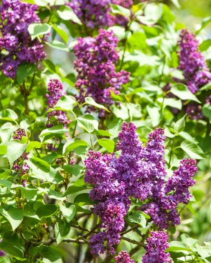 Doku, desen, arka plan. Eflatun çiçekler. bir soluk pembemsi-menekşe rengi. Mor ya da beyaz güzel kokulu çiçekler ile büyük bahçe Funda.