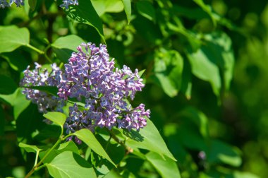 Doku, desen, arka plan. Eflatun çiçekler. bir soluk pembemsi-menekşe rengi. Mor ya da beyaz güzel kokulu çiçekler ile büyük bahçe Funda.