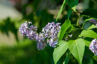 Doku, desen, arka plan. Eflatun çiçekler. bir soluk pembemsi-menekşe rengi. Mor ya da beyaz güzel kokulu çiçekler ile büyük bahçe Funda.