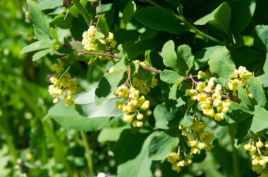 çiçekler kızamık, sarı çiçek taşıyan bir dikenli çalı ve kırmızı ya da mavi-siyah çilek.