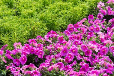 Petunya çiçek. bir bitki itüzümü aile ile parlak 