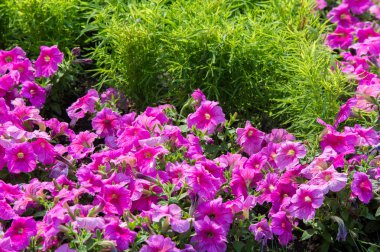 Petunya çiçek. bir bitki itüzümü aile ile parlak 