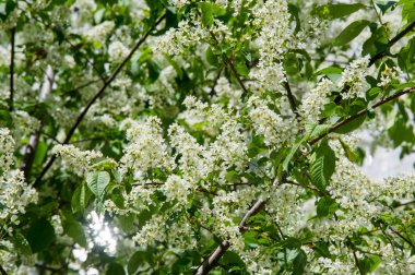 closeup kuş kiraz, parlak arkadan aydınlatmalı gökyüzüne karşı Şubesi