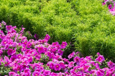 Petunya çiçek. bir bitki itüzümü aile ile parlak 