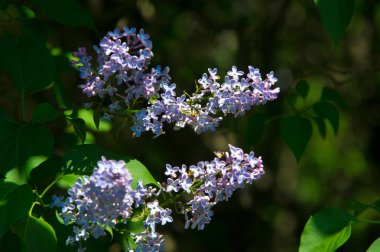 Doku, desen, arka plan. Eflatun çiçekler. soluk bir pembemsi-v