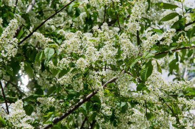 closeup kuş kiraz, parlak arkadan aydınlatmalı gökyüzüne karşı Şubesi