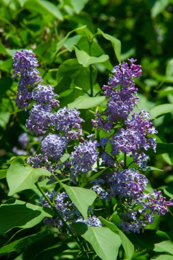 Doku, desen, arka plan. Eflatun çiçekler. soluk bir pembemsi-v