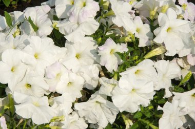 Petunya çiçek. bir bitki itüzümü aile ile parlak 