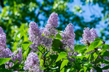 Doku, desen, arka plan. Eflatun çiçekler. soluk bir pembemsi-v