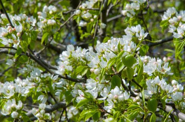 Elma ağaçları renk. bir bitki, tohum taşıyan parçası oluşan 