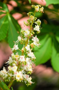 Kestane çiçek çiçekler bahar. Aesculus hippocastanum (at-kestane ağacı çiçeği)