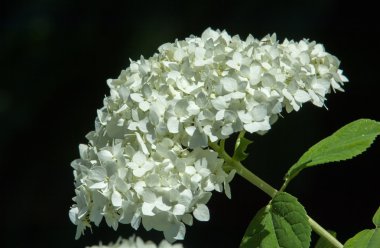 Dekoratif bush kartopu veya Buldonezh