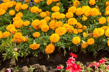 Petunya çiçek. bir bitki itüzümü aile ile parlak 