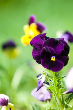 Homo çiçekler. popüler bir Viyola zengin c çiçeklerle ekili