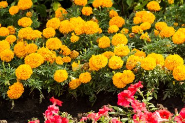 Petunya çiçek. bir bitki itüzümü aile ile parlak 