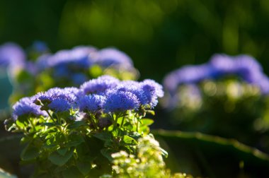 Ageratum conyzoides (billygoat-ot, piliç ot, goatweed, beyaz