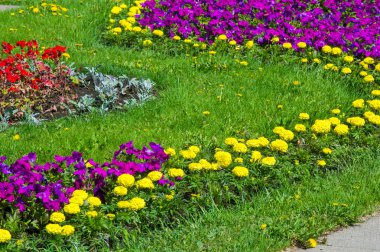 Doku arka plan. Şehir, Marigolds petunyaların çiçek yatak