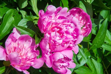 Çiçekler peonies. Kuzey temperat bir otsu ya da çalı bitki