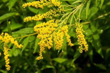 Pulmonaria veya pembe ve mavi çiçekler makro bokeh'ile Lungwort