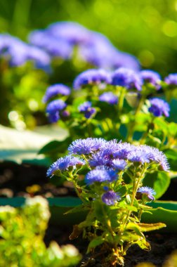 Ageratum littorale, (billygoat-ot, piliç ot, goatweed, whiteweed) bir bitki türü yerel Florida, ortak adı Cape Sable Everglades Ulusal Parkı içinde atıfta olduğunu.