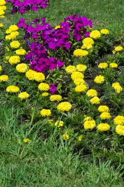 Doku arka plan. Şehir, Marigolds petunyaların çiçek yatak