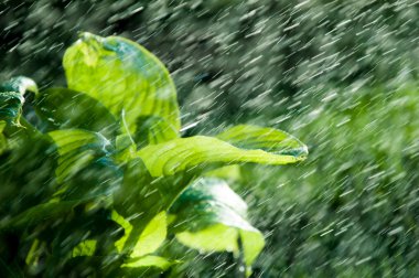 Yaz yağmuru. gözle görülür ayrı damla damla yağıyor atmosferden nem yoğunlaşmış. Euharis Laves Eun Tae yaralar