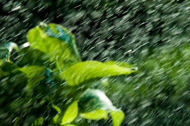Görüntü'nün odak. Yaz yağmuru. gözle görülür ayrı damla damla yağıyor atmosferden nem yoğunlaşmış. Euharis Laves Eun Tae yaralar