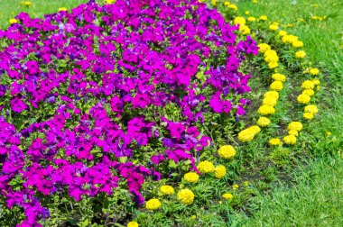 Doku arka plan. Şehir, Marigolds petunyaların çiçek yatak